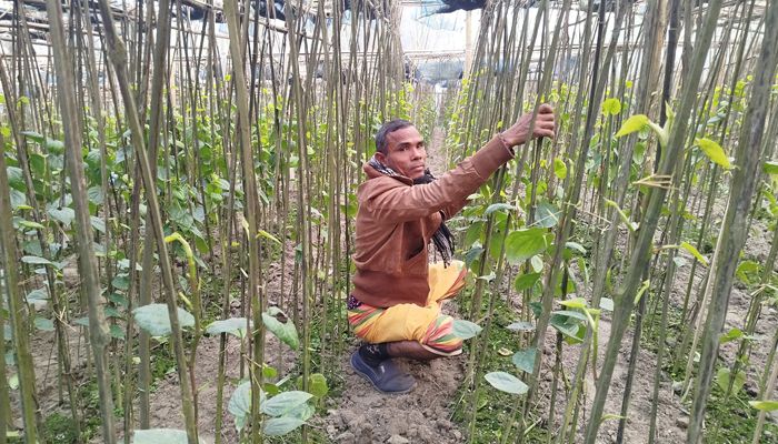 নীলফামারীতে পান চাষ করে সফল হয়েছেন মনভোলা 