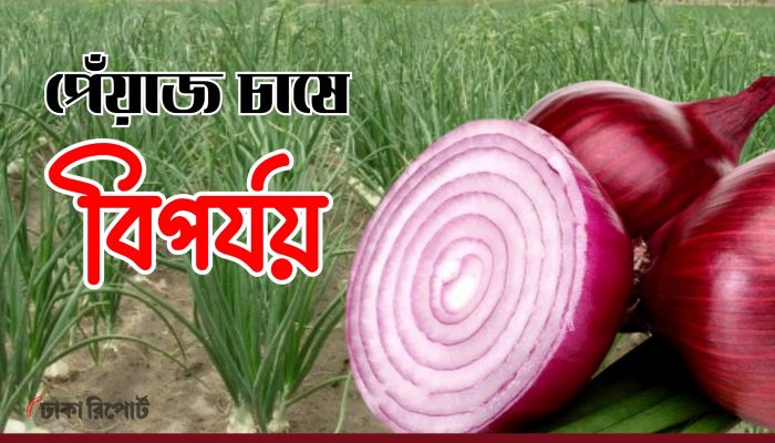 পেঁয়াজ চাষে কৃষকের আর্থিক বিপর্যয়ের শঙ্কা বাড়ছে