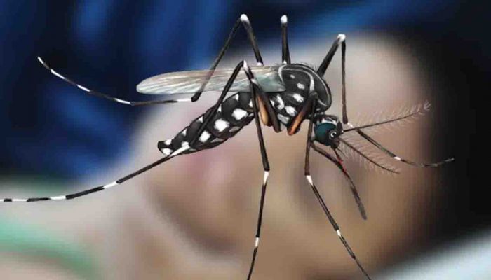 ডেঙ্গু আক্রান্ত হয়ে হাসপাতালে ভর্তি ৪৩৬ জন