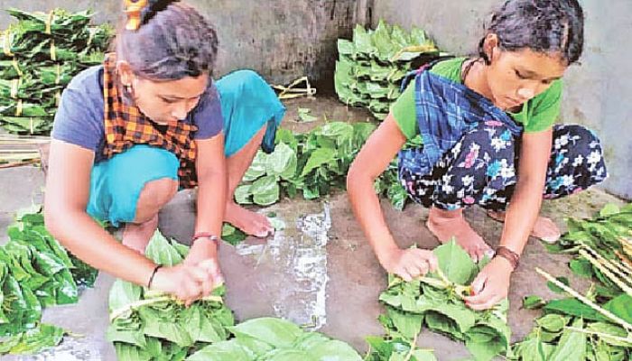 পানের বাজারে চরম বিপর্যয়, উৎপাদন বন্ধ করে বরজ ভাঙছেন চাষিরা